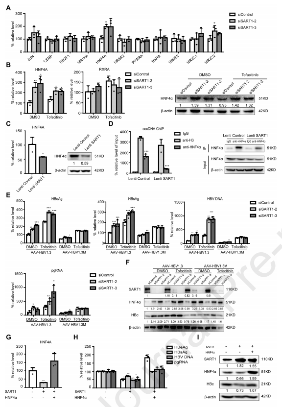 圖4：SART1抑制HNF4α與cccDNA結(jié)合
